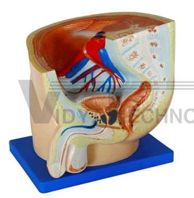 Human male pelvis section (1 parts)